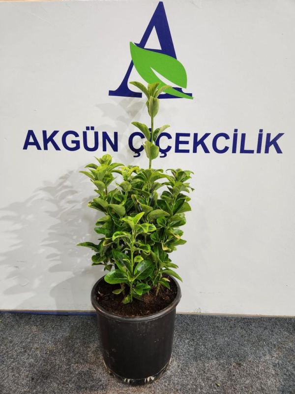 Taflan Saksı
