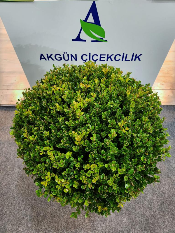 Şimşir Top
