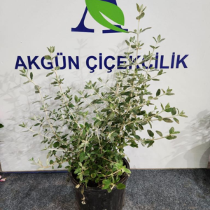 Zeytin Çalısı