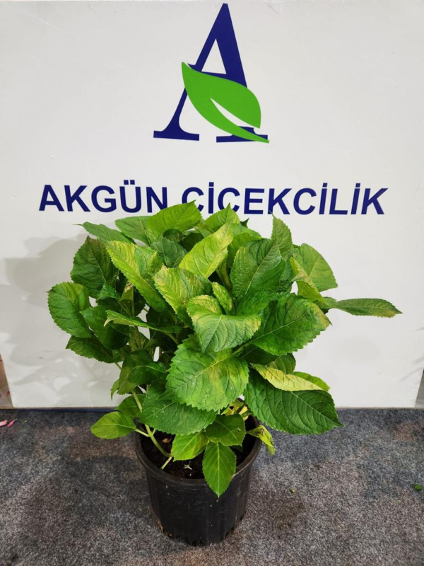 Ortanca Saksı
