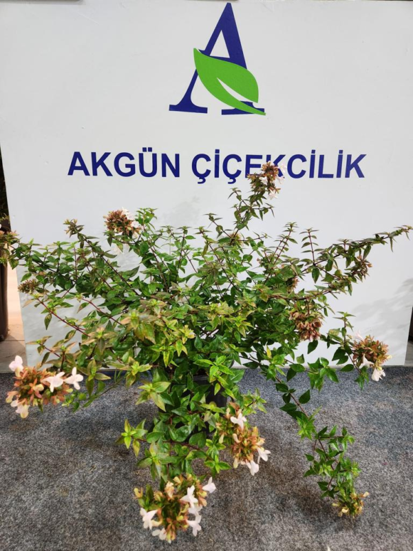 Abelia Saksı