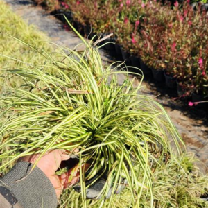 Carex