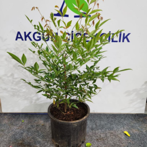 Nandina Domastica