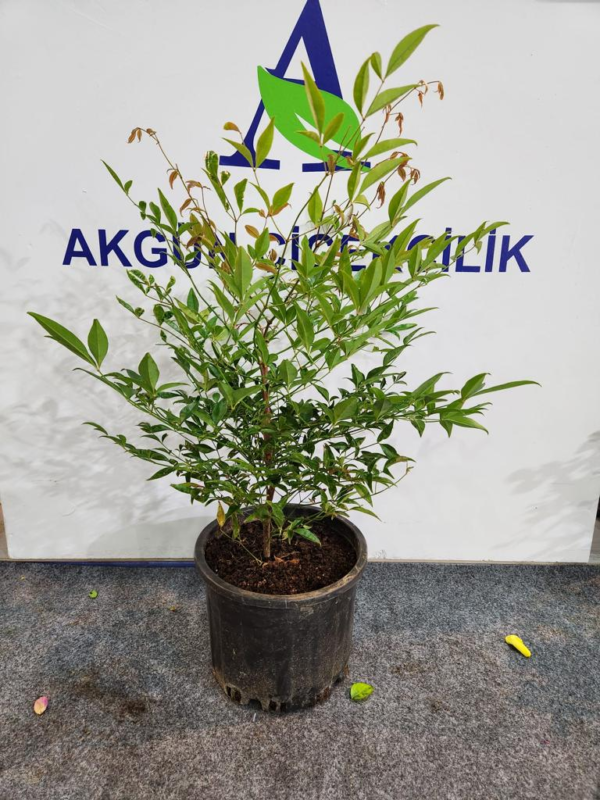 Nandina Domastica